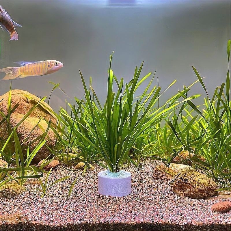 哪種植物最適合龍魚缸造景：十大最旺魚缸的綠植綠意空間