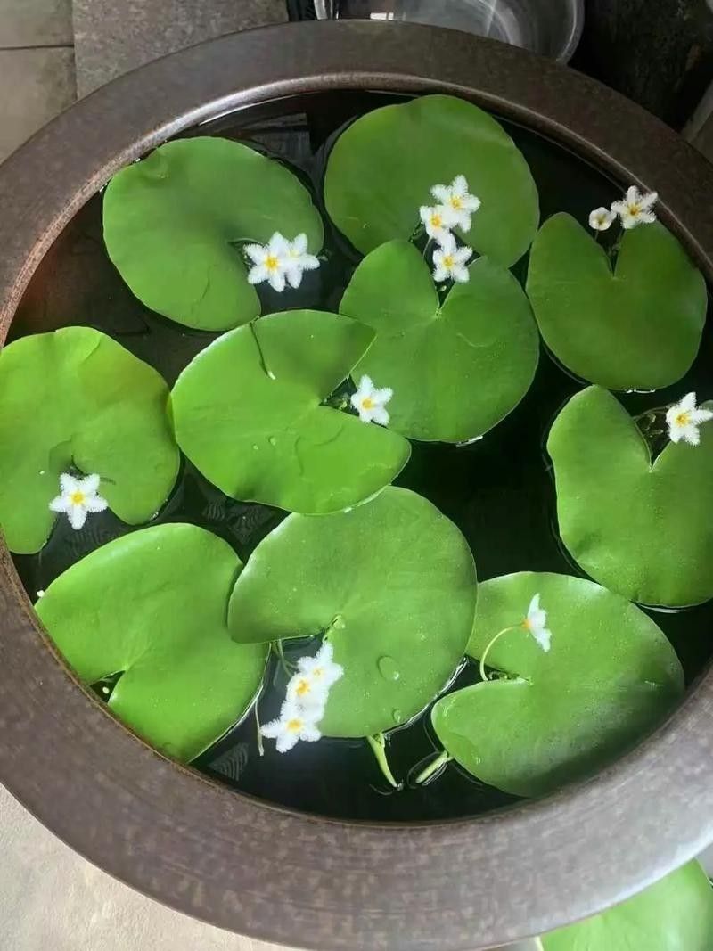 哪種植物最適合龍魚缸造景：十大最旺魚缸的綠植綠意空間