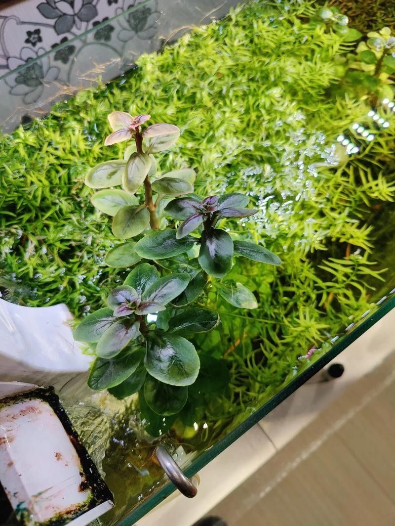 哪種植物最適合龍魚缸造景：十大最旺魚缸的綠植綠意空間