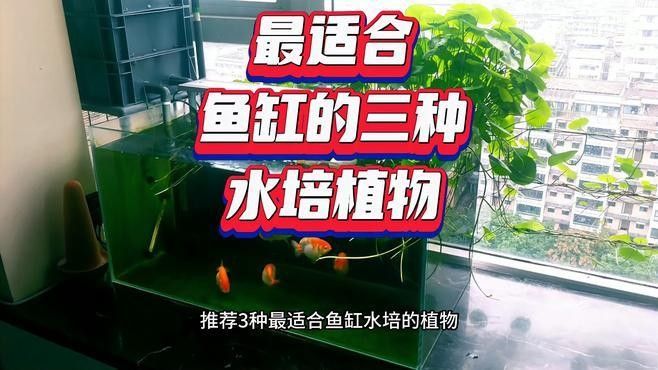 哪種植物最適合龍魚缸造景：十大最旺魚缸的綠植綠意空間