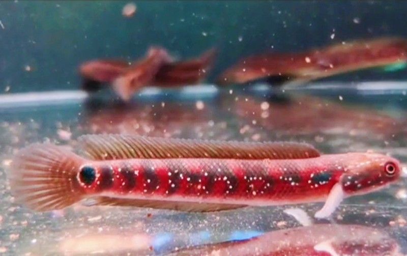 幻彩雷龍魚的價格是多少：幻彩藍寶石雷龍魚