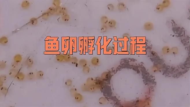 金龍魚卵多久會孵化出來：金龍魚卵的孵化時間主要受水溫影響