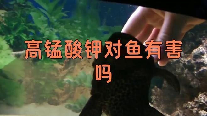 高錳酸鉀對龍魚有副作用嗎？：高錳酸鉀對龍魚有害嗎 高錳酸鉀對龍魚有副作用嗎？：高錳酸鉀對龍魚有害嗎 龍魚百科 第1張