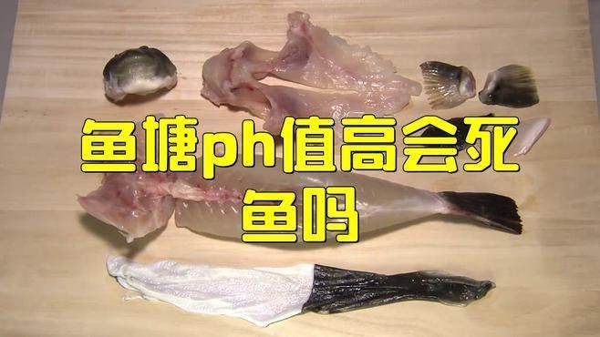 紅龍魚在pH值波動時會有哪些反應：紅龍魚ph值下降的原因