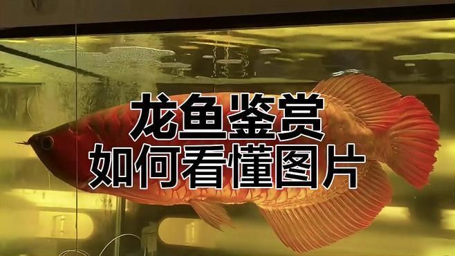 紅龍魚攝影作品價格范圍：濟南紅龍魚價格2688貴嗎