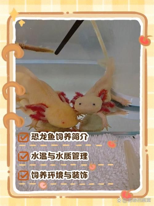 大花恐龍魚好養嗎：大花恐龍魚飼養全攻略(新手必看