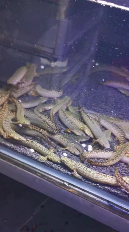 大花恐龍魚好養嗎：大花恐龍魚飼養全攻略(新手必看