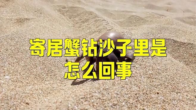 雷龍魚鉆沙子里會窒息嗎：雷龍魚呼吸機制和鉆沙行為需結(jié)合以下特點分析