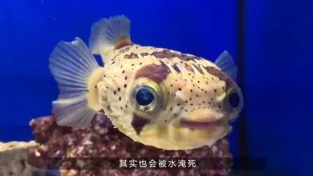 雷龍魚鉆沙子里會窒息嗎：雷龍魚呼吸機制和鉆沙行為需結(jié)合以下特點分析