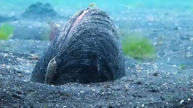 雷龍魚鉆沙子里會窒息嗎：雷龍魚呼吸機制和鉆沙行為需結(jié)合以下特點分析