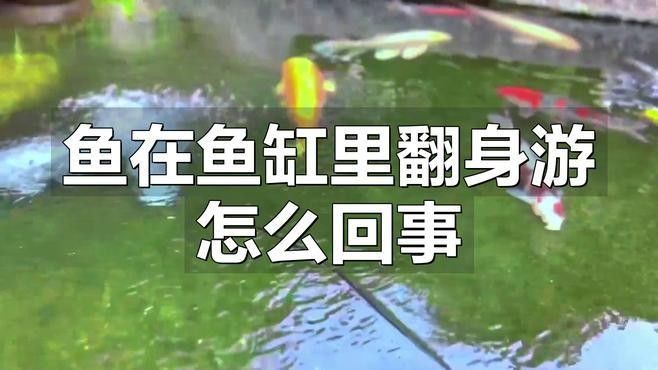 如何預防紅龍魚側身游：紅龍魚側身游怎么回事