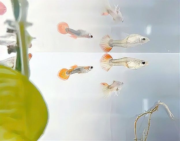 混養初期一般持續多久？：混養初期持續時間需根據物種特性和個體狀態靈活調整
