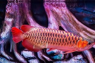 杭州龍魚市場的價格范圍：杭州龍魚市場價格 杭州龍魚市場的價格范圍：杭州龍魚市場價格 龍魚百科 第16張