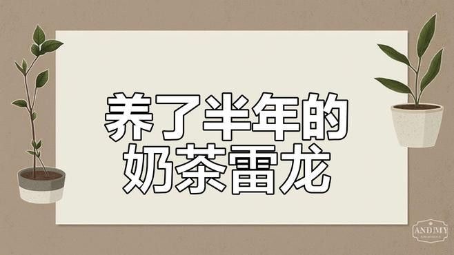 雷龍魚多久可以長成成魚：雷龍魚多久可以長成成魚，我需要基于提供的搜索結果來回答
