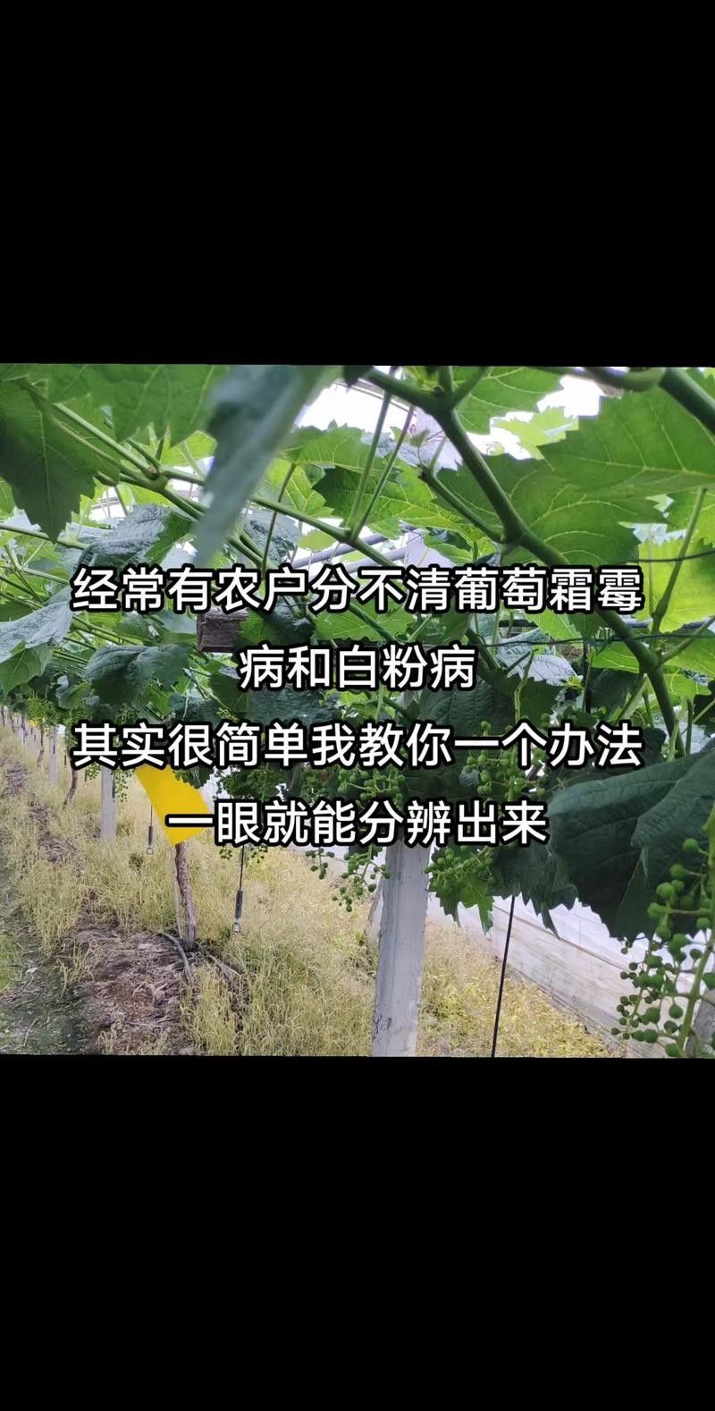 如何預防白霉病的復發？：——預防霉菌性陰道炎怎么預防