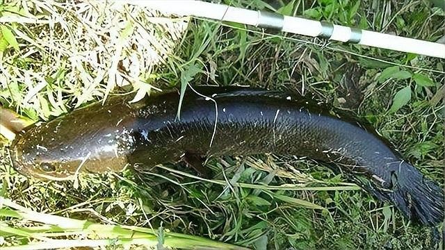 金龍魚和黑魚哪個更兇猛？：黑魚和金龍魚哪個更適合家庭飼養黑魚和金龍魚