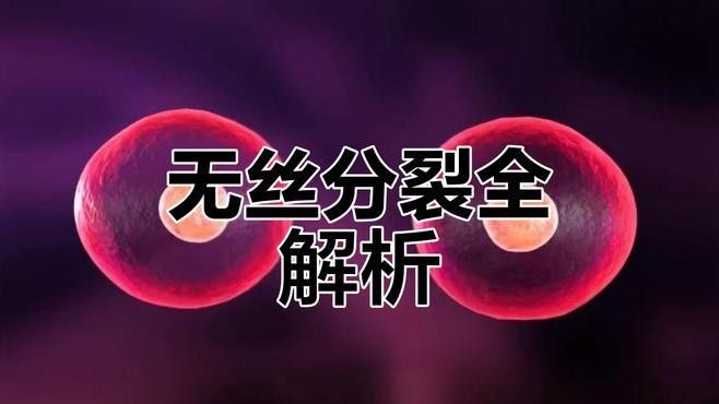 無絲分裂和有絲分裂有何區(qū)別？：有絲分裂與無絲分裂是兩種截然不同的細(xì)胞分裂方式