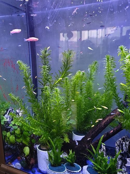 60×30魚(yú)缸適合哪些水草:60×30cm的魚(yú)缸作為中型草缸,適合種植多種水草 龍魚(yú)百科 第4張 60×30魚(yú)缸適合哪些水草:60×30cm的魚(yú)缸作為中型草缸,適合種植多種水草 60×30魚(yú)缸適合哪些水草:60×30cm的魚(yú)缸作為中型草缸,適合種植多種水草 龍魚(yú)百科 第4張