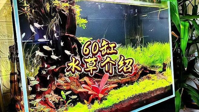 60×30魚(yú)缸適合哪些水草：60×30cm的魚(yú)缸作為中型草缸，適合種植多種水草 60×30魚(yú)缸適合哪些水草：60×30cm的魚(yú)缸作為中型草缸，適合種植多種水草 龍魚(yú)百科 第6張