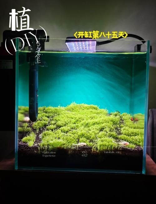 60×30魚(yú)缸適合哪些水草:60×30cm的魚(yú)缸作為中型草缸,適合種植多種水草 龍魚(yú)百科 第2張 60×30魚(yú)缸適合哪些水草:60×30cm的魚(yú)缸作為中型草缸,適合種植多種水草 60×30魚(yú)缸適合哪些水草:60×30cm的魚(yú)缸作為中型草缸,適合種植多種水草 龍魚(yú)百科 第2張