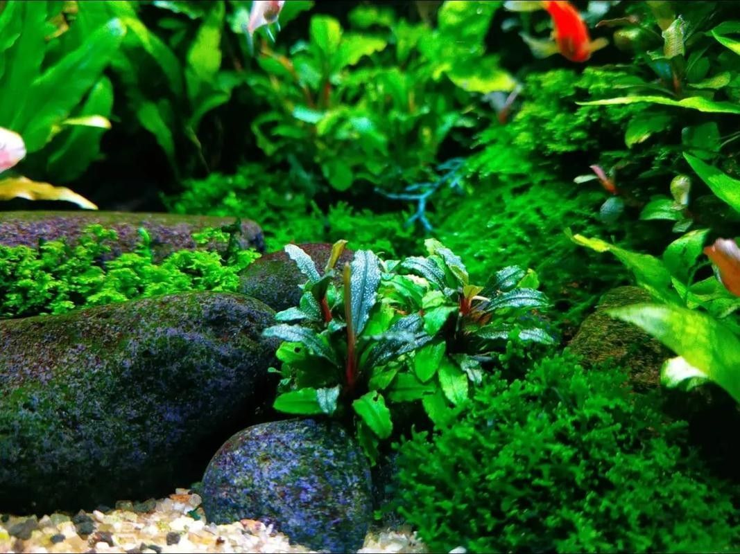 60×30魚(yú)缸適合哪些水草:60×30cm的魚(yú)缸作為中型草缸,適合種植多種水草 龍魚(yú)百科 第5張 60×30魚(yú)缸適合哪些水草:60×30cm的魚(yú)缸作為中型草缸,適合種植多種水草 60×30魚(yú)缸適合哪些水草:60×30cm的魚(yú)缸作為中型草缸,適合種植多種水草 龍魚(yú)百科 第5張