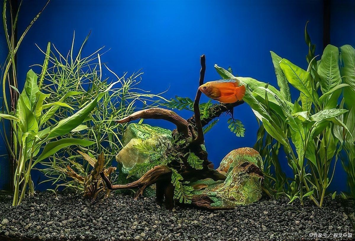 60×30魚(yú)缸適合哪些水草：60×30cm的魚(yú)缸作為中型草缸，適合種植多種水草 60×30魚(yú)缸適合哪些水草：60×30cm的魚(yú)缸作為中型草缸，適合種植多種水草 龍魚(yú)百科 第16張
