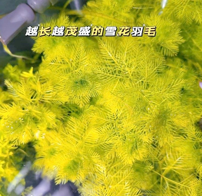60×30魚(yú)缸適合哪些水草：60×30cm的魚(yú)缸作為中型草缸，適合種植多種水草 60×30魚(yú)缸適合哪些水草：60×30cm的魚(yú)缸作為中型草缸，適合種植多種水草 龍魚(yú)百科 第14張