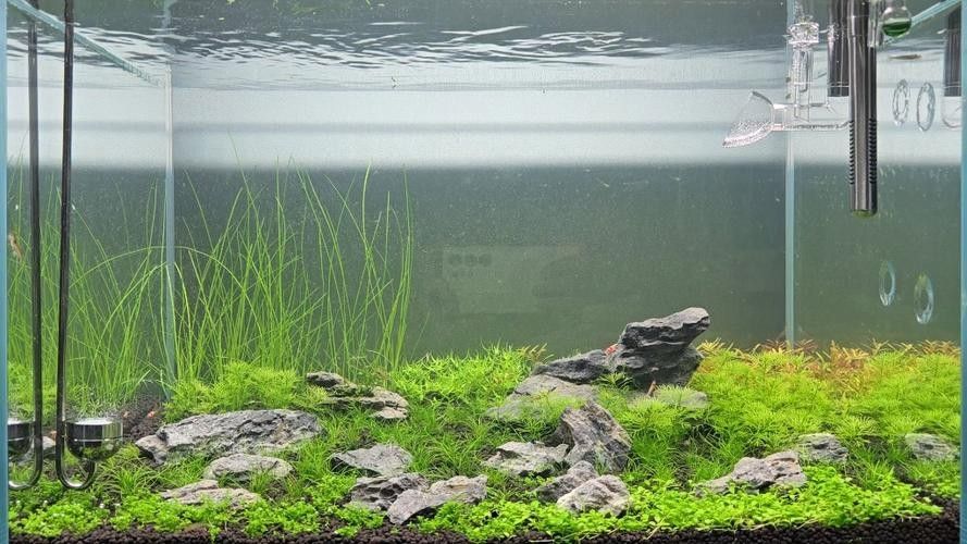 60×30魚(yú)缸適合哪些水草:60×30cm的魚(yú)缸作為中型草缸,適合種植多種水草 龍魚(yú)百科 第1張 60×30魚(yú)缸適合哪些水草:60×30cm的魚(yú)缸作為中型草缸,適合種植多種水草 60×30魚(yú)缸適合哪些水草:60×30cm的魚(yú)缸作為中型草缸,適合種植多種水草 龍魚(yú)百科 第1張