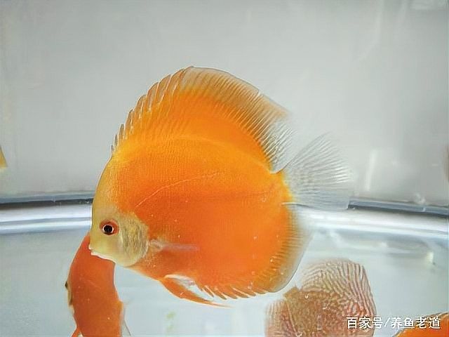 牛心漢堡可以長期喂嗎？：吃牛心漢堡會不會長胖