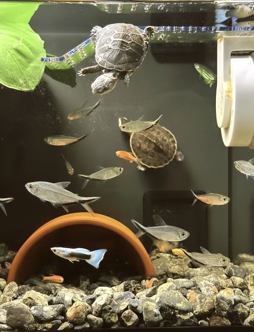 草龜和龍魚混養需要多大的魚缸：烏龜可以和魚一起養嗎 草龜和龍魚混養需要多大的魚缸：烏龜可以和魚一起養嗎 龍魚百科 第10張