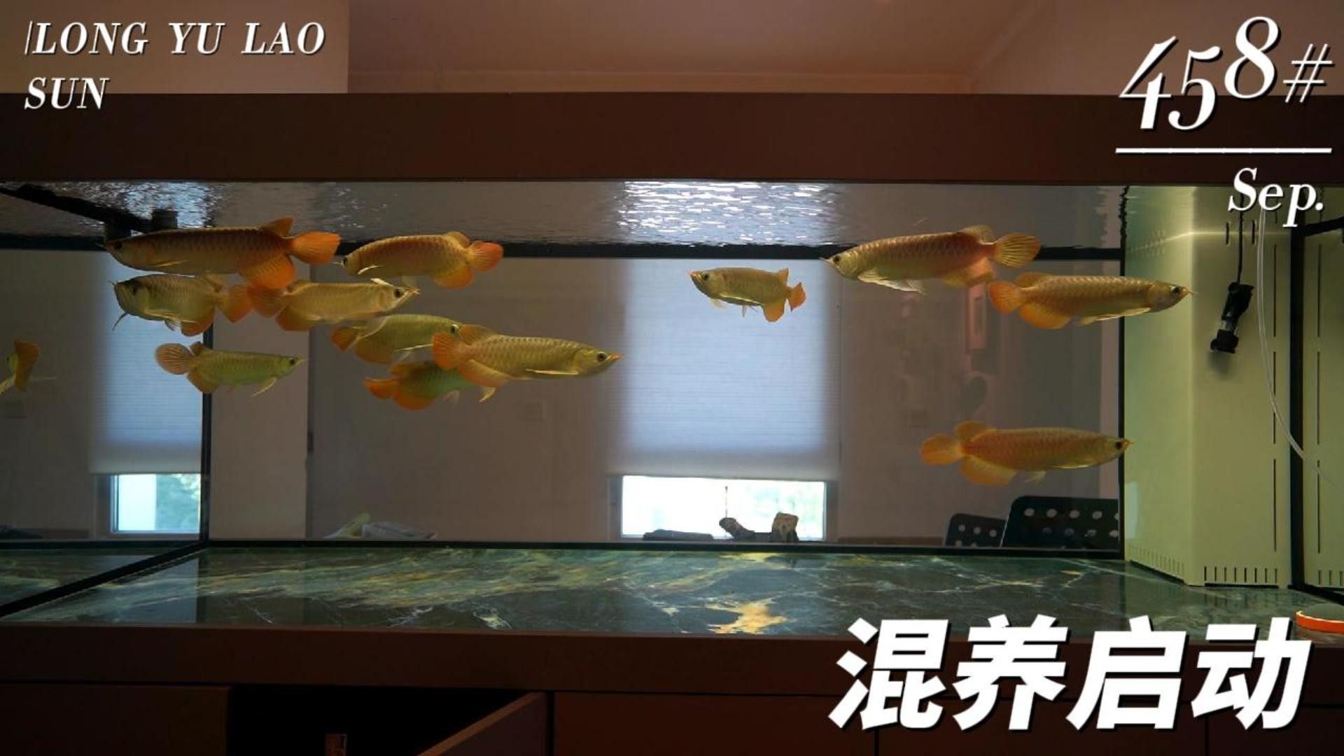 如何觀察白化火箭與龍魚的互動狀態：白化火箭與龍魚混養技巧:如何搭配埃及神仙與水蘭