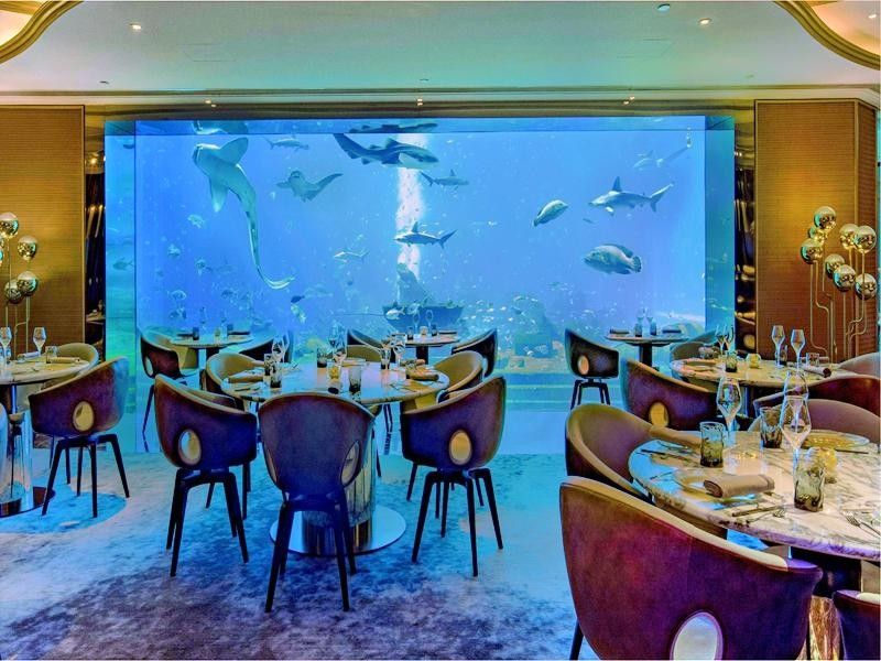 洞頭哪個水族館龍魚好？祥龍魚場龍魚：洞頭地區水族館和龍魚養殖場信息 洞頭哪個水族館龍魚好？祥龍魚場龍魚：洞頭地區水族館和龍魚養殖場信息 龍魚百科 第7張