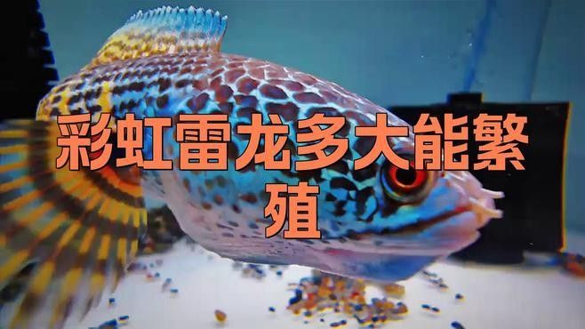 雷龍魚(yú)繁殖時(shí)需要哪些條件？：雷龍魚(yú)繁殖需要滿足以下關(guān)鍵條件：繁殖水溫需穩(wěn)定在23-[需手動(dòng)填充]