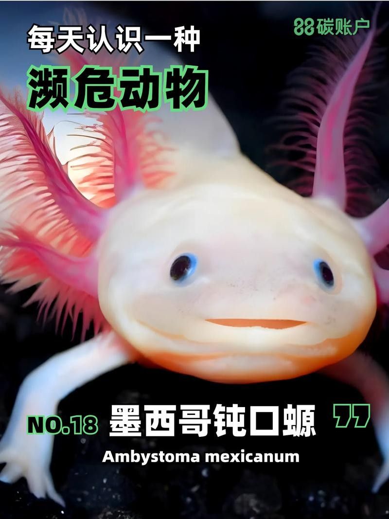 給我幾張不同角度的野生六角恐龍魚圖片：富媒體素材庫中未收錄野生六角恐龍（墨西哥鈍口螈）圖片資源