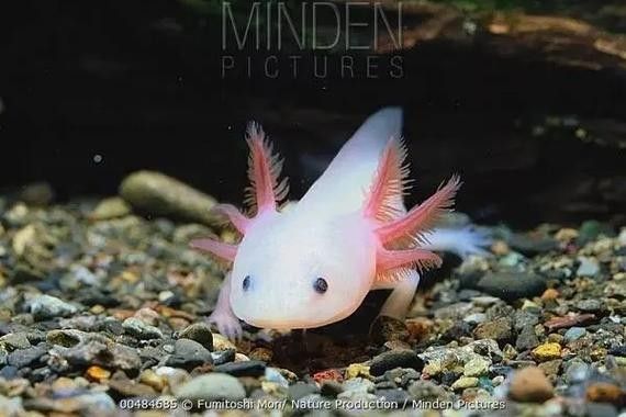 給我幾張不同角度的野生六角恐龍魚圖片：富媒體素材庫中未收錄野生六角恐龍（墨西哥鈍口螈）圖片資源