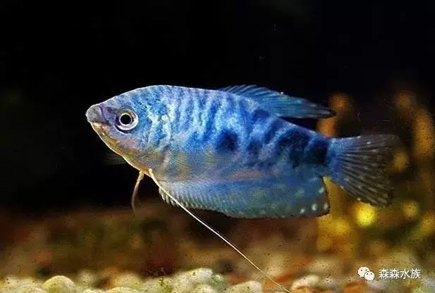 海水黃龍魚能活多久？：海水黃龍魚的壽命受多種因素影響