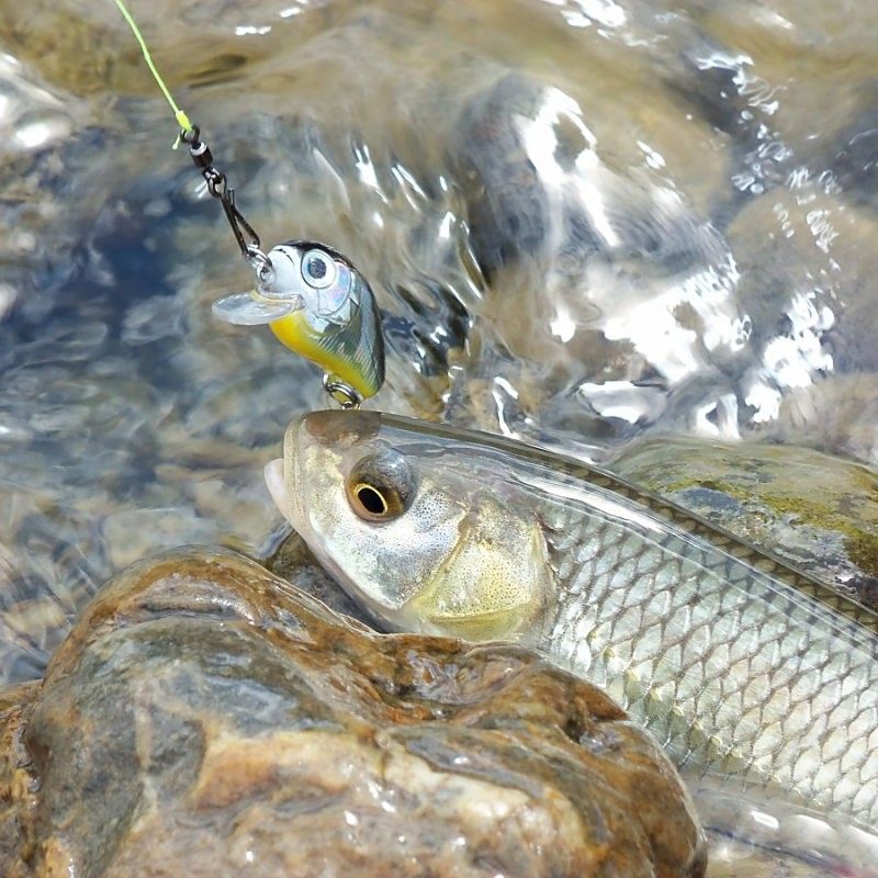 有哪些常見的河魚和海魚？：中國淡水魚種類