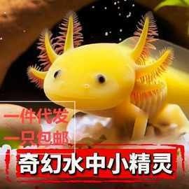 六角龍魚(yú)的價(jià)格一般是多少？：六角恐龍魚(yú)（六角恐龍魚(yú)）的價(jià)格因品相、尺寸和銷(xiāo)售渠道差異較大 六角龍魚(yú)的價(jià)格一般是多少？：六角恐龍魚(yú)（六角恐龍魚(yú)）的價(jià)格因品相、尺寸和銷(xiāo)售渠道差異較大 龍魚(yú)百科 第12張
