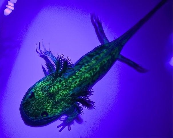 哪種恐龍魚品種最適合混養(yǎng)？：養(yǎng)魚大全，揭秘恐龍魚混養(yǎng)搭檔