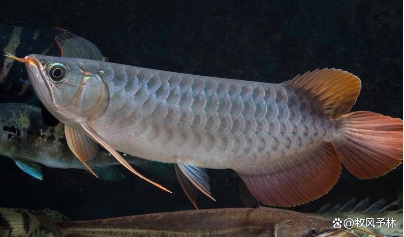 焦作哪個水族館龍魚好？祥龍魚場龍魚：廣州祥龍魚場，龍魚到底能活多久能長到多長