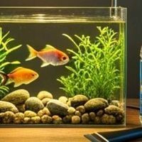 如何保持六角龍魚的水質(zhì)清潔？：六角恐龍魚的飼養(yǎng)指南