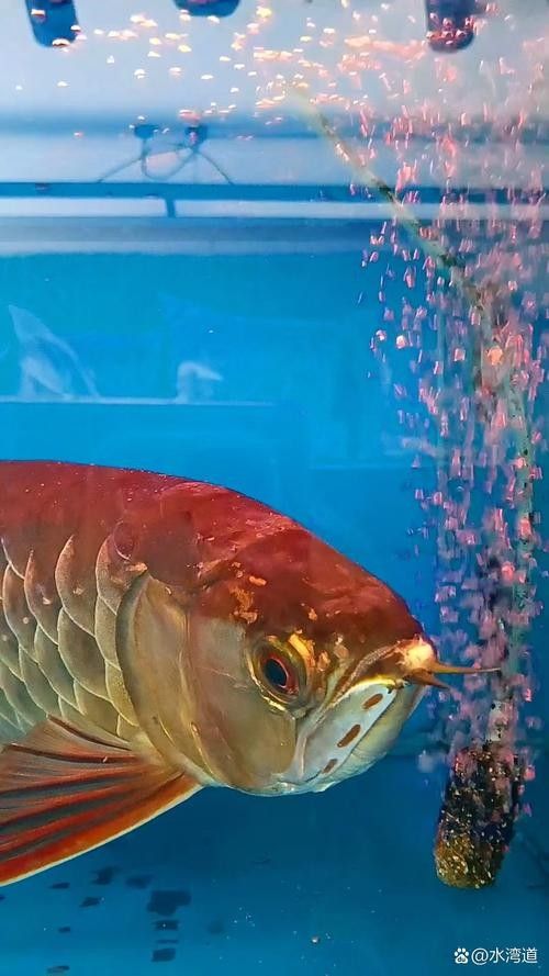 紅龍魚壁紙尺寸選擇：共參考11篇資料