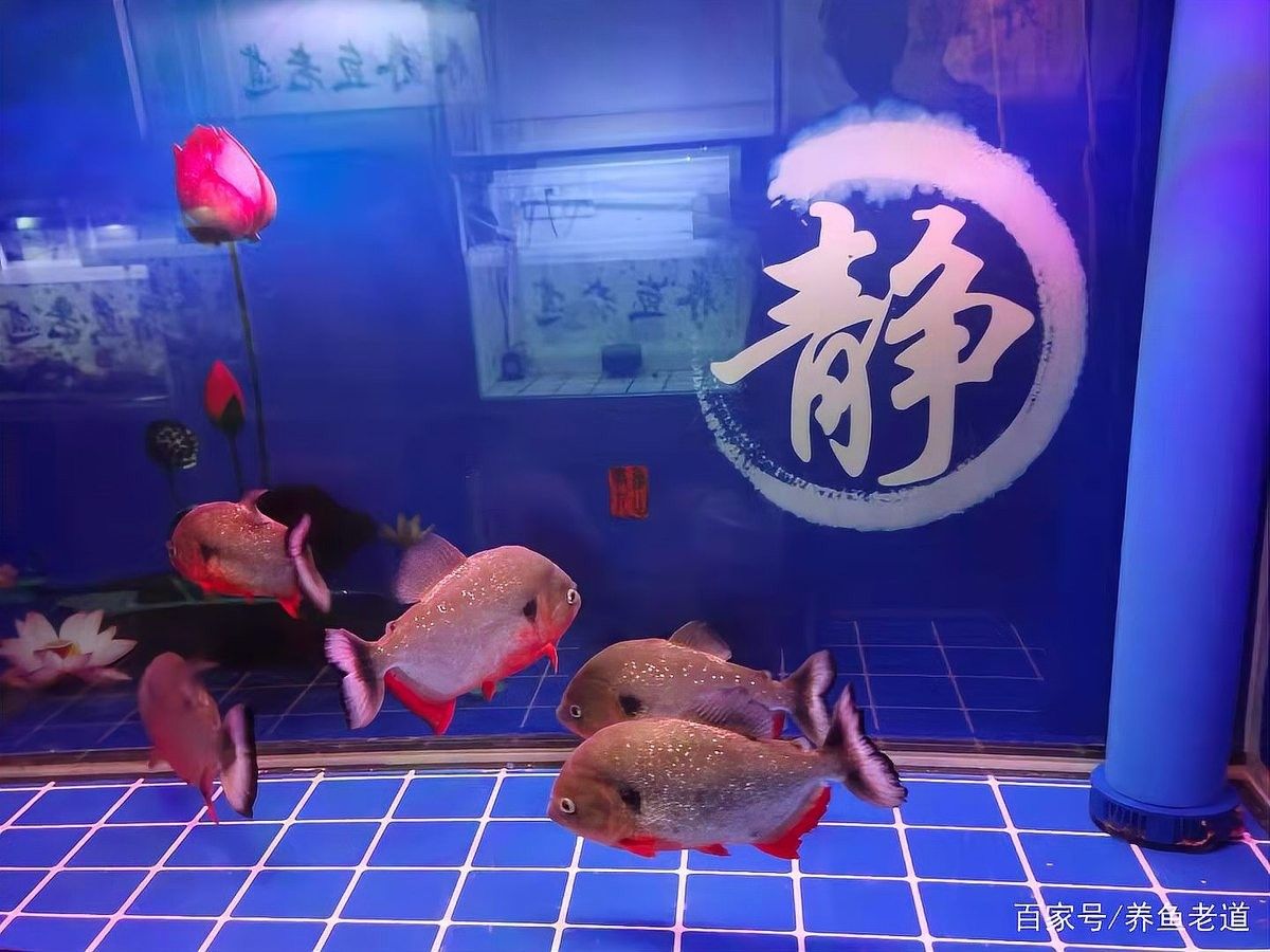 恐龍魚趴缸底多久需要干預：恐龍魚趴缸底的干預時間需根據具體原因判斷