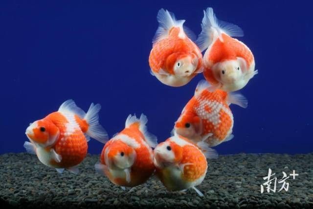 平房哪個水族館龍魚好？祥龍魚場龍魚：廣州祥龍魚場，世界工廠如何“游”出億元觀賞魚產(chǎn)業(yè)