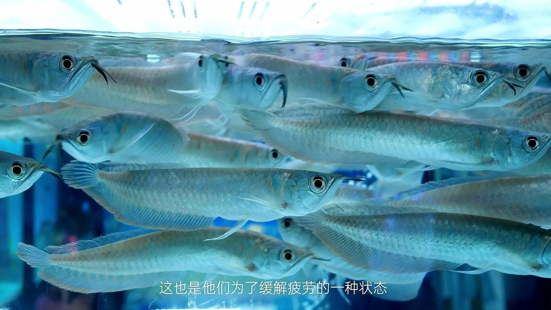 紅龍魚在黑暗中會睡覺嗎？：中科藍(lán)魚，飼養(yǎng)紅龍魚需要注意什么