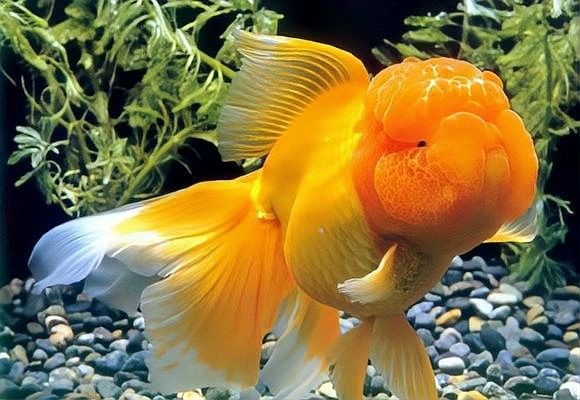 紅龍魚在黑暗中會睡覺嗎？：中科藍(lán)魚，飼養(yǎng)紅龍魚需要注意什么