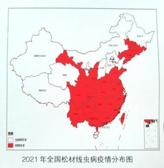 松鱗病會自愈嗎？：如何防治松材線蟲病 松鱗病會自愈嗎？：如何防治松材線蟲病 龍魚百科 第6張