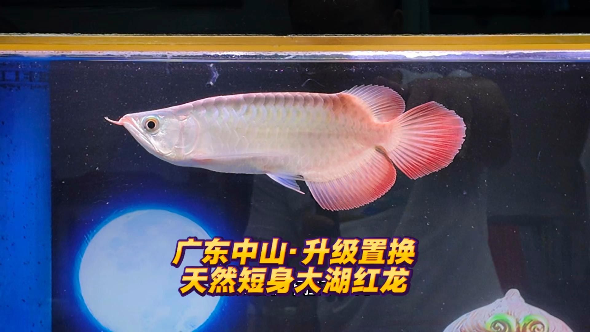 自然短身紅龍魚有哪些產地：自然短身紅龍魚產地全貌揭秘