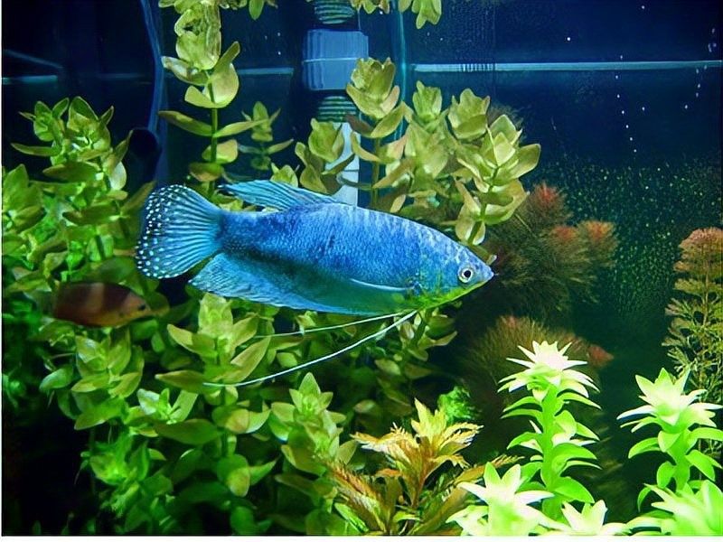 如何為藍曼龍魚提供合適的飼料？：藍曼龍魚作為雜食性觀賞魚，其飼料選擇需兼顧營養均衡與飼養便利性