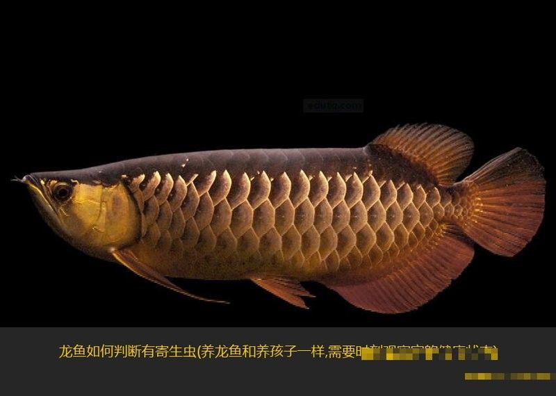 如何判斷青龍魚是否健康？：判斷青龍魚是否健康需要綜合觀察其外觀、行為、攝食情況等多方面表現 如何判斷青龍魚是否健康？：判斷青龍魚是否健康需要綜合觀察其外觀、行為、攝食情況等多方面表現 龍魚百科 第1張